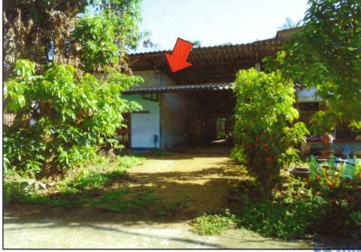 โคกม่วง คลองหอยโข่ง สงขลา