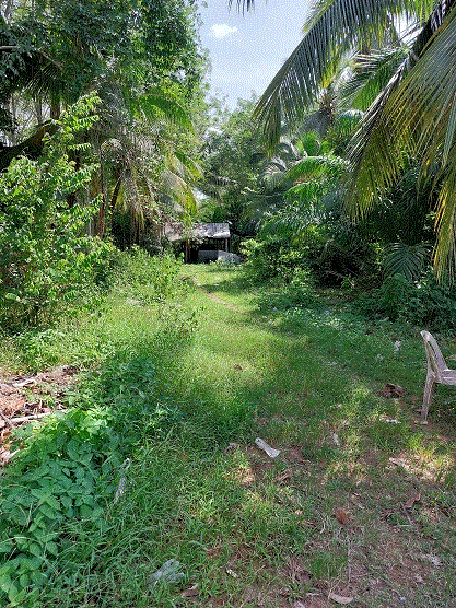 ขายที่ดิน คู จะนะ สงขลา ขนาด 0-3-11-0 (ไร่-งาน-วา-เมตร) ของ ธนาคารกรุงเทพ