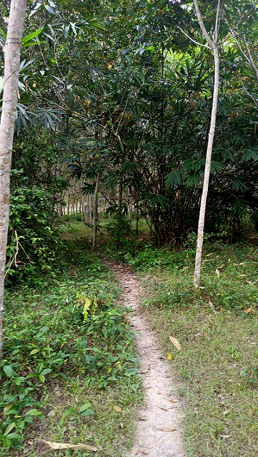 ขายที่ดิน