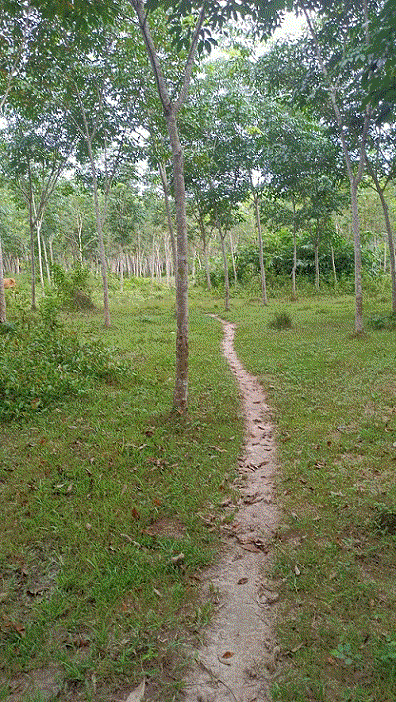 ขายที่ดิน