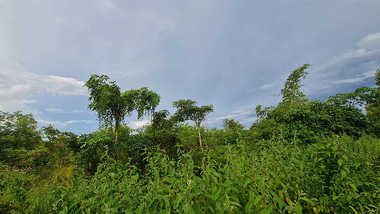 ขายที่ดิน